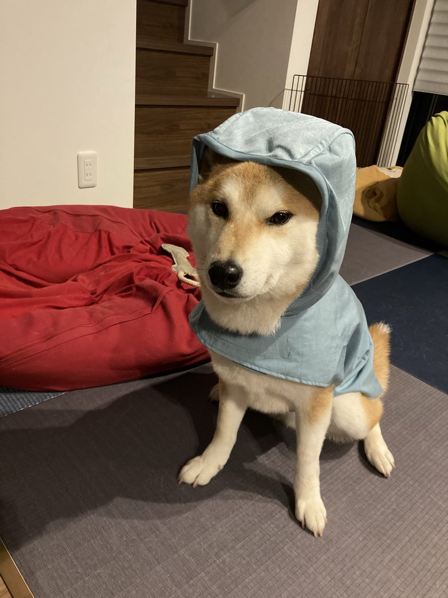 shibainu_clinic's tweet photo. おはようございます🐕

今日は定休日です😌

皆様台風や雨に気をつけてください☂️ https://t.co/oyrscL7Cms