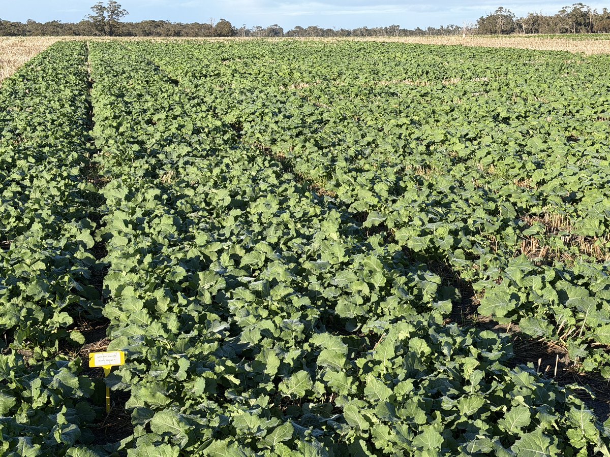 CaptainCanola's tweet photo. 2026 Kendenup WA @theGRDC @GRDC_NVT Canola Trials with huge hybrid biomass after recent rain ⛈️🥶 @Living_Farm @GRDCWest @PacificSeeds @FotiouMila @Ella201093 @hurgl1 @danrollsroyce @schilgee https://t.co/8W9P3ebXXL