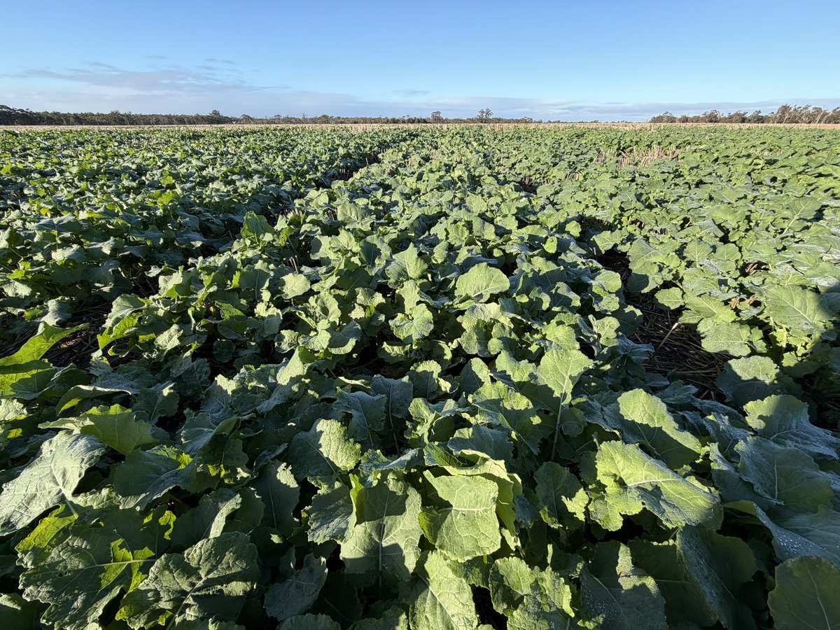 CaptainCanola's tweet photo. 2026 Kendenup WA @theGRDC @GRDC_NVT Canola Trials with huge hybrid biomass after recent rain ⛈️🥶 @Living_Farm @GRDCWest @PacificSeeds @FotiouMila @Ella201093 @hurgl1 @danrollsroyce @schilgee https://t.co/8W9P3ebXXL