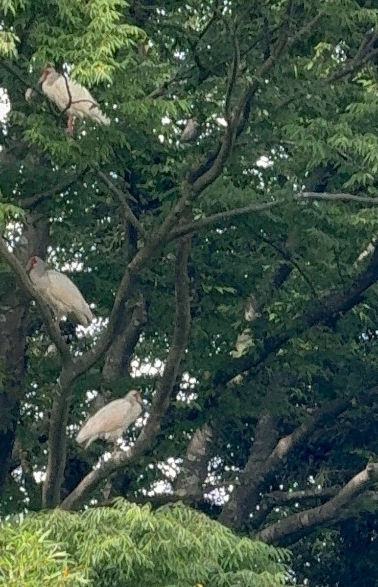 Bluebird1107T's tweet photo. 森の中に巣があるの^ ^

飛ばないかな〜

飛ばない
もう💤モード

#朱鷺
#朱鷺既に遅し

6/1 https://t.co/hcgzkSzDTM