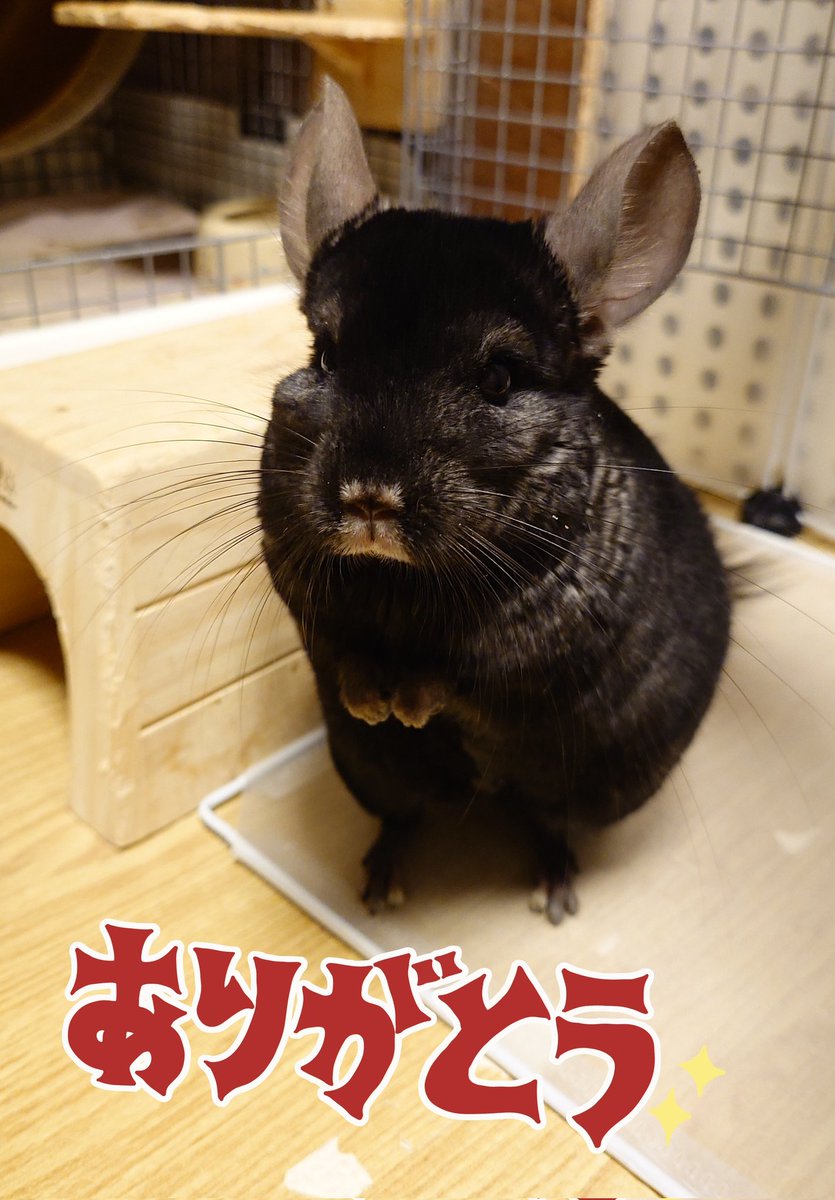 mitsui_yui's tweet photo. @Tossy57997469 ありがとうです🐭 https://t.co/taMovsnS6U