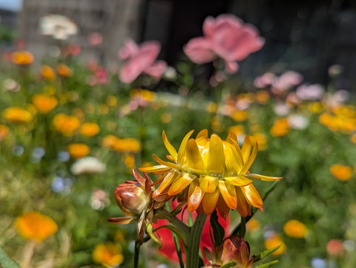 ferrishyn39's tweet photo. 庭に咲く花
台風でほぼ倒壊（しているように見えます😭）
午後から復旧作業に入ります😵‍💫
#花が好き #TLを花でいっぱいにしよう #キリトリセカイ https://t.co/UaYV1ovXa6