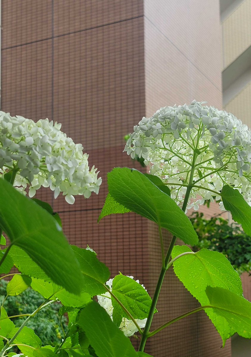 prismgate48's tweet photo. おはようございます🌈
台風のため、今日はリモート出勤です

びしょ濡れになりながら通勤した皆さま
お疲れ様です☔️
帰りには雨も落ち着きそうですね。

いつの間にかベランダの紫陽花が咲いていました🥰

今日も1日がんばろ！！

#企業公式が朝の挨拶を言い合う
#企業公式が毎朝地元の天気を言い合う https://t.co/NpLr84ev9F