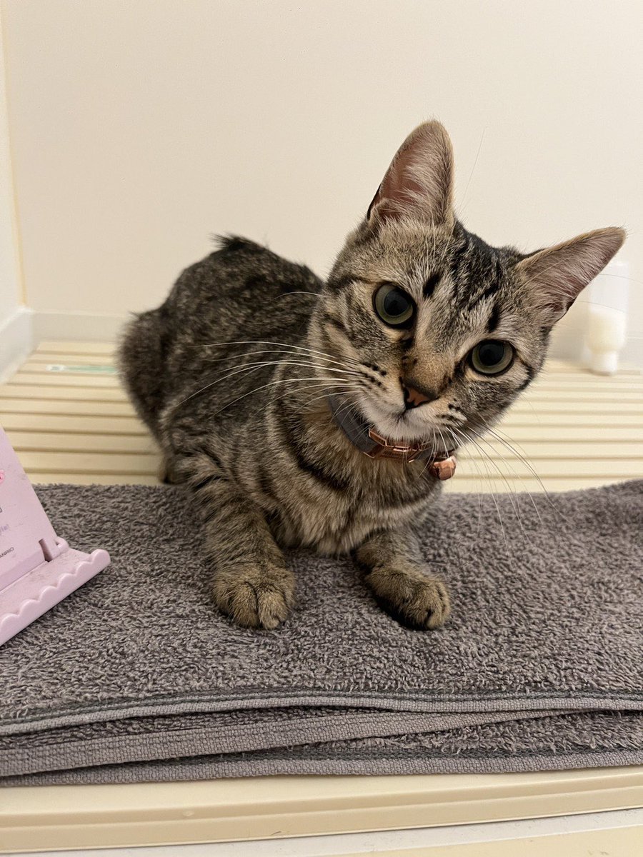 privateeye_pet's tweet photo. 【迷子猫を探しています‼️】

岡山市北区南中央町付近にて

5月30日から行方不明になりました💦

目撃した方はリプライやDMをいただけますと幸いです🙇‍♂️

名前：にくまる
性別：メス（未避妊）
年齢：10ヶ月〜11ヶ月
特徴：臆病
　　　人見知り
　　　キジトラ柄
　　　しっぽの先が黒い
　　　鈴付きの首輪着用
　　　首輪に｢Nikumaru｣と電話番号記載　　
　　　あり

#迷子猫 #猫 #迷い猫 #岡山県 #岡山市 #中央町 #拡散希望 #迷子ペットを守りたい