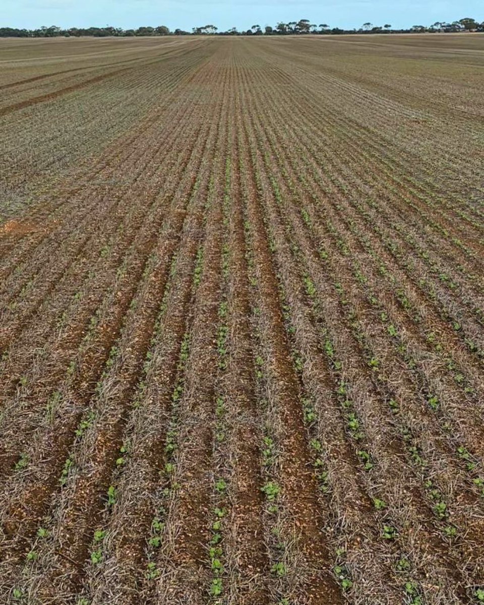 NufarmSeedsAU's tweet photo. 💪 Strong early establishment from Chronos TFI in FARM Trials at #Balaklava & #Kaniva.
Strong early vigour + the benefit of the gly-knockdown, Chronos TFI is helping support cleaner paddocks & early-season #Canola performance.
#Nufarm #NufarmSeeds #Canola26 https://t.co/xdSBhNJ2Va