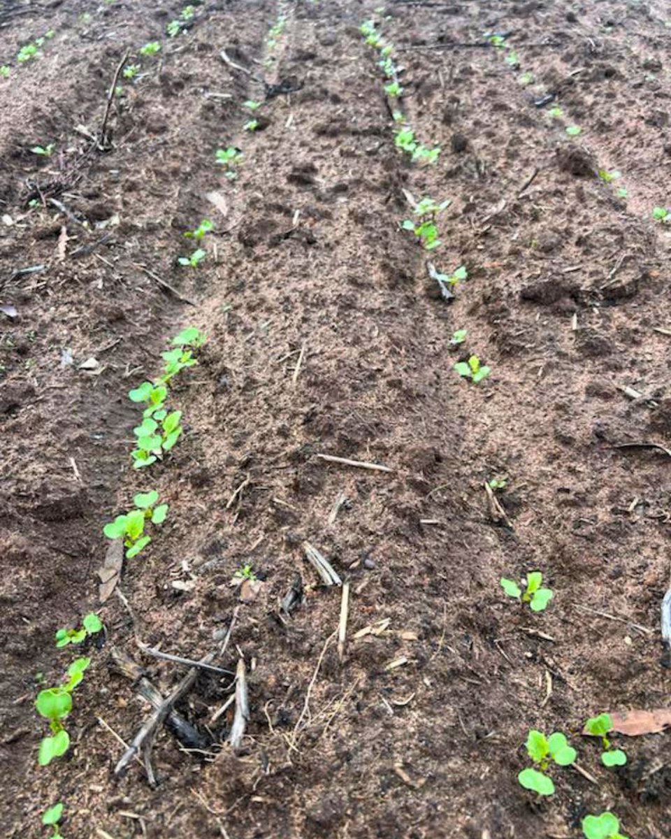 NufarmSeedsAU's tweet photo. 💪 Strong early establishment from Chronos TFI in FARM Trials at #Balaklava & #Kaniva.
Strong early vigour + the benefit of the gly-knockdown, Chronos TFI is helping support cleaner paddocks & early-season #Canola performance.
#Nufarm #NufarmSeeds #Canola26 https://t.co/xdSBhNJ2Va