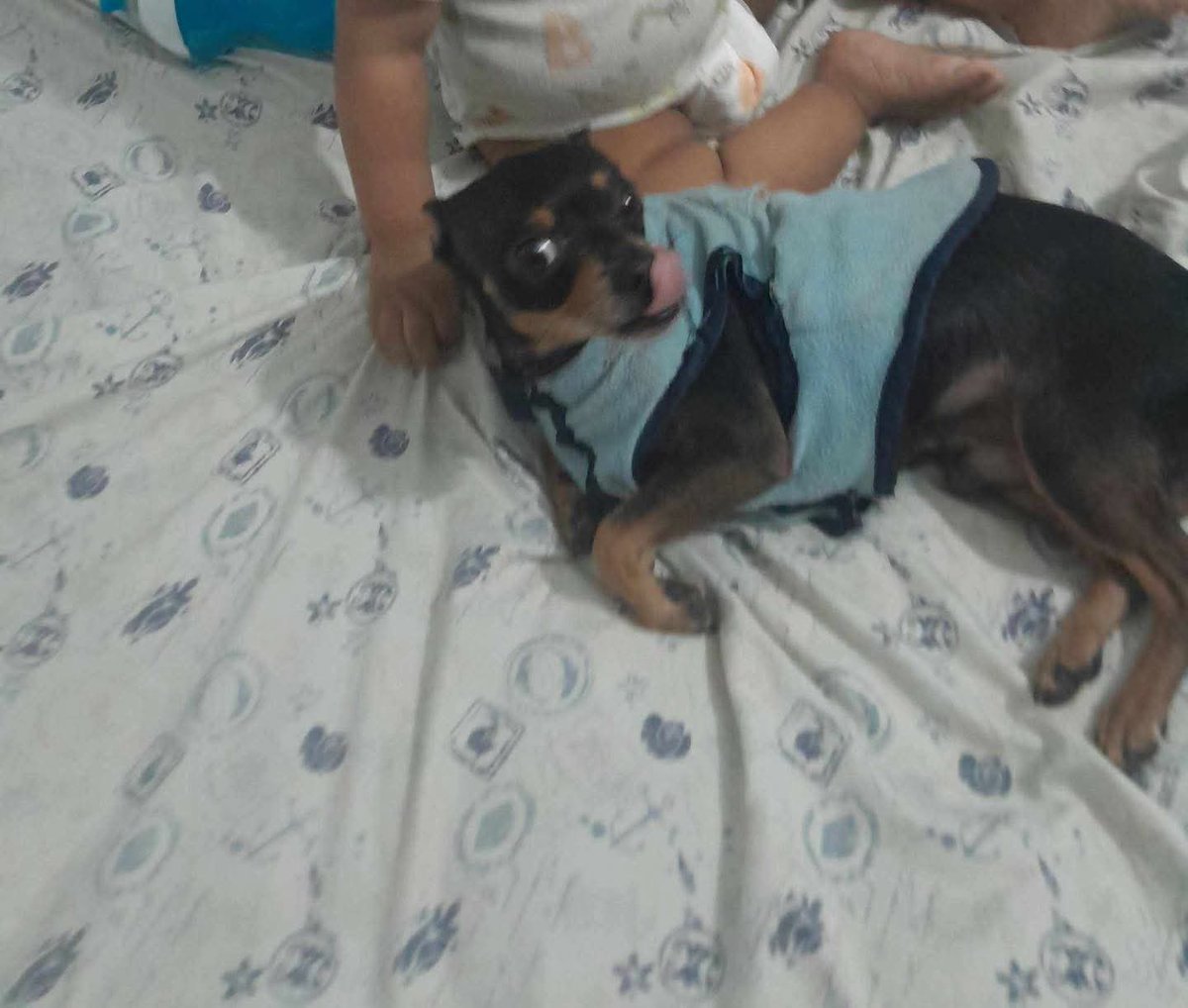 lyssitta's tweet photo. #ServicioSocial
SE BUSCA 🚨🚨

Alguien de casualidad ha visto a Coffee

Porfavor si lo ven avísenme a mi tel... 7900 6399

Se me perdió ayer aquí en la colonia el Carmen a la par del instituto de San Marcos https://t.co/Fc6tCM1mHh