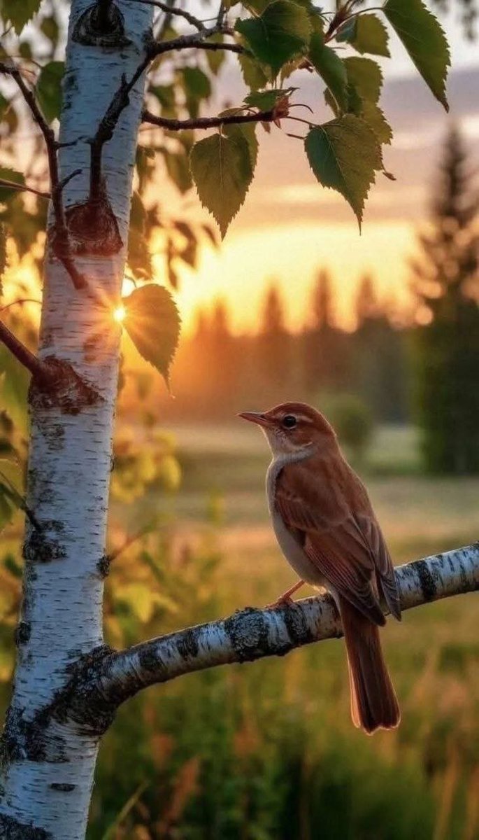 ABD20ss1's tweet photo. "كل إنسان له طلة تشبه قلبه...
من طابَ قلبهُ، طابَت ملامحهُ
دون أن يتجمل..."🤍
🕊🕊 https://t.co/73pEZETDPE