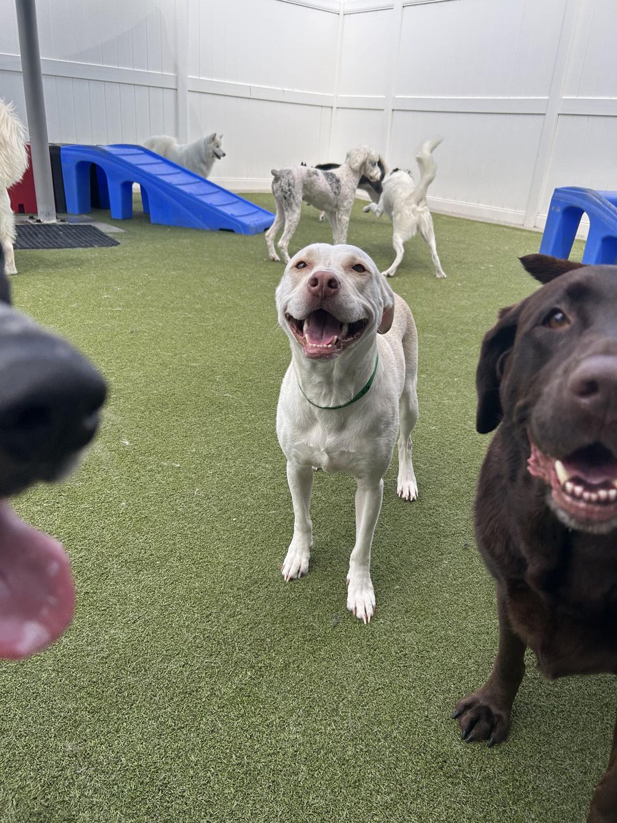 drnik46's tweet photo. Ruby is learning lots of stuff and was deemed chill enough to join playgroup today. Two days down on her journey to becoming a model citizen. #bootcamp #Rhubarb https://t.co/iUipqxyyeN