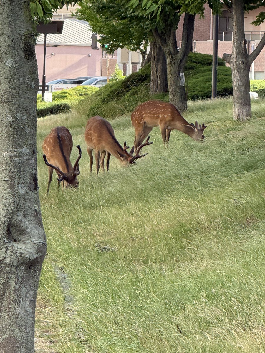 naraminsdan's tweet photo. 街中に、群れで、また一頭で遠征してくるのが日常になっています。気をつけて帰りやと声かけますが、なかなか鹿語は通じません。遠征すると交通事故、ゴミ誤食のリスクが増大します。無事に奈良公園へ帰りますようにと日々念じています。
＃ゴミポイ捨てしないで
＃街中では鹿せんべいも与えないで https://t.co/VuI836G06P
