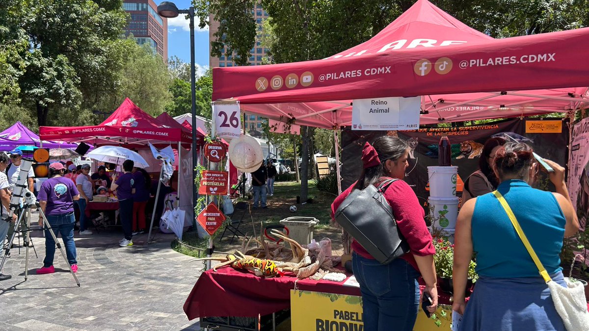 CONABIO's tweet photo. 🌿Gracias a todas las personas e instituciones aliadas que nos acompañaron el pasado viernes 29 de mayo, en la Alameda Central de la CDMX, para celebrar juntos a la biodiversidad.
La CONABIO, en colaboración con la SECTEI y el programa PILARES, celebró el Día Internacional de la Biodiversidad en el Zócalo de las ciencias, un espacio que reunió arte, cultura, ciencia y naturaleza.🌿🐸🦋🐟
¡Nos vemos muy pronto para seguir sumando Acciones locales a favor de nuestra naturaleza!
#DíaDeLaBiodiversidad #mayomesdelabiodiversidad #acciónlocalconimpactoglobal