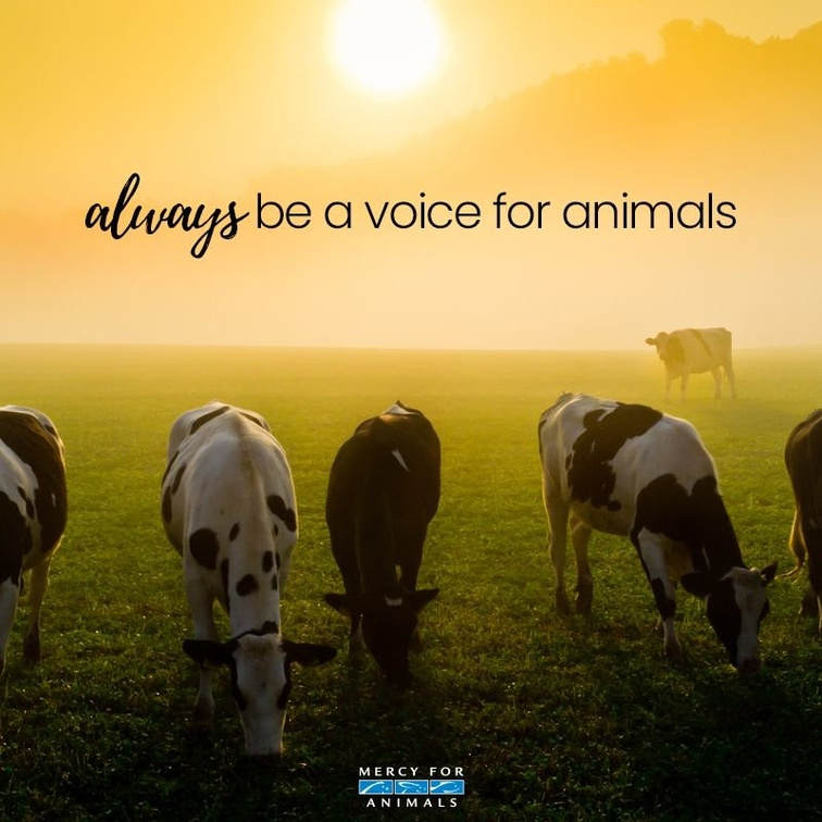 veganfuture's tweet photo. https://t.co/uqiagb8aD1