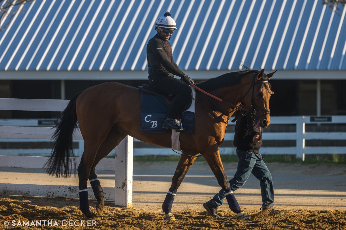 sdeckerphoto's tweet photo. GSP Ottinho is one of three Chad Brown trainees running in the @BelmontStakes.  The son of Quality Road is a half brother to Gun Runner. https://t.co/V3Yy2296pY
