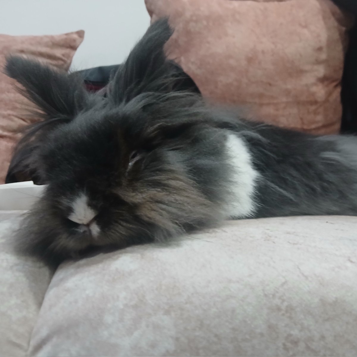 iL0WK3Y's tweet photo. ¿Cómo se puede odiar tanto la vida de seres tan lindos e inocentes como mi Tokki?

#MascotasLibresDeAbelardo
#CeroToleranciaAlMaltrato
#AbelardoNoPasara https://t.co/WshTwAkzGe