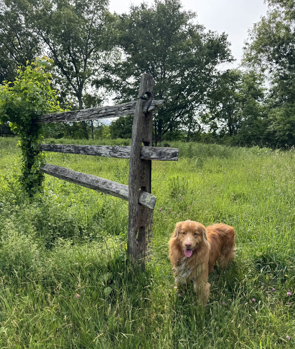 ShadowLakeDog's tweet photo. Happy #TongueOutTuesday. https://t.co/JQ0mhrxx4o