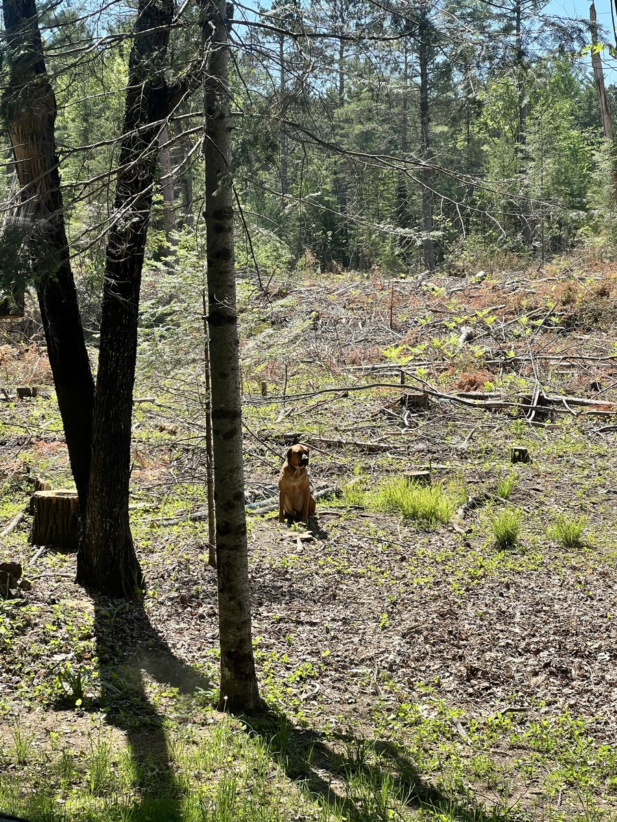 Chelsea_UpNorth's tweet photo. My dog was being weird this morning. He just sat in the field and eventually laid down. Tonight I spotted this near his spot. I wonder if he was watching out for a hidden fawn while the mom was away. 🥹 https://t.co/5L4zDCLeFN