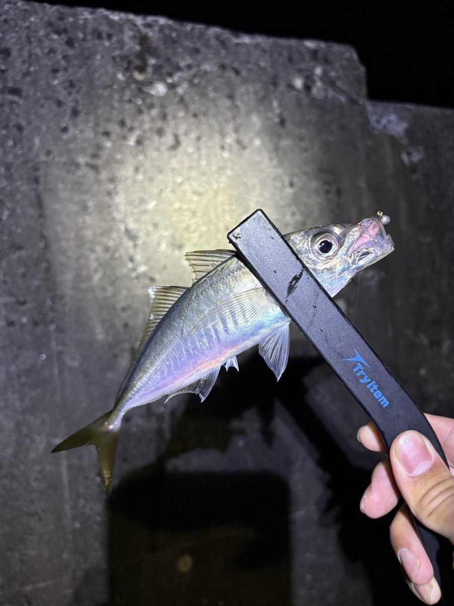 comugi19's tweet photo. 鯵もゼロテンの釣りなの？？
鮎やってる気分 https://t.co/MBb1uiUTfQ