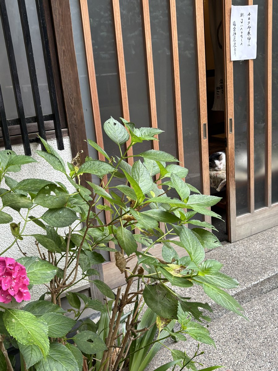 Lepharrla's tweet photo. ヴァナマチの帰りにみんなで
蔵前神社⛩️へ。
看板猫さんがいて、
人馴れしているのかお写真スポットに。
百合が綺麗でした✨ https://t.co/pDI1B47A3G