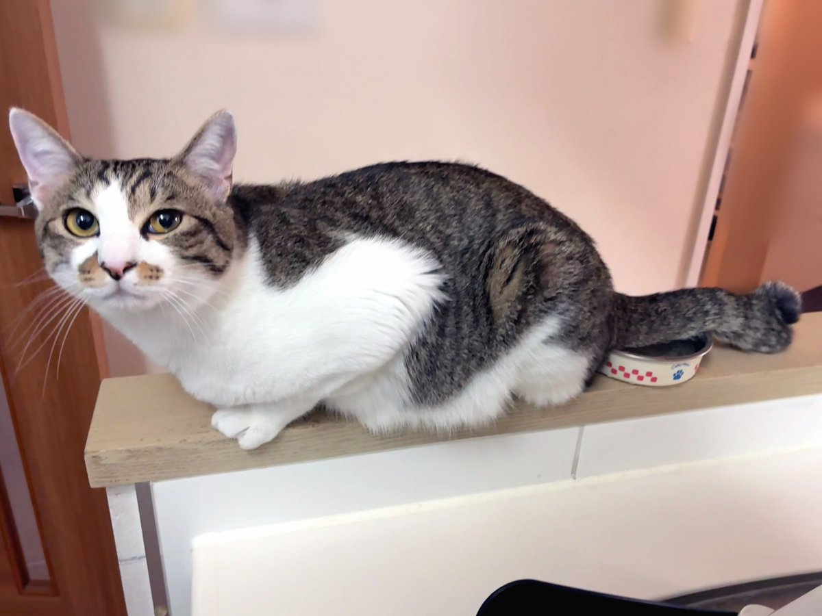 omc_kun's tweet photo. おはもち　しっぽ水にひたひただけど、それで良いんですか？ https://t.co/OfijmTqapB