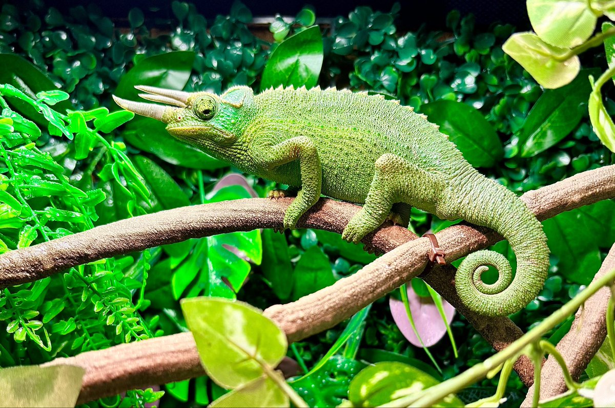DAMESOURYO's tweet photo. うちの恐竜🦖 https://t.co/YaCLQy1WGy