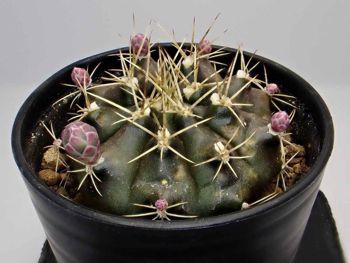 DamasterCarabus's tweet photo. 翠晃冠
Gymnocalycium anisitsii

目にする機会が多いギムノカリウムですが初入手です。

少し痩せ気味だけど花芽が気になりお迎えしました。

#多肉植物
#ギムノカリウム https://t.co/nLSimxEyHQ