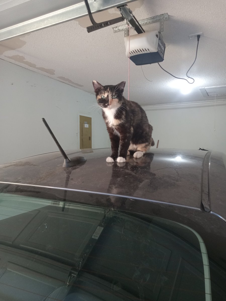 wallygrn's tweet photo. She's one of the few cats a neighbor that leaves out food spayed; she was bullied by many cats including mine.  She stayed in another neighbor's garage who have a @NissanUSA @Nissan   She now stays in my garage with my Nissan, named her Nissan &amp; my cats have accepted her. https://t.co/IvYRUwcGMg