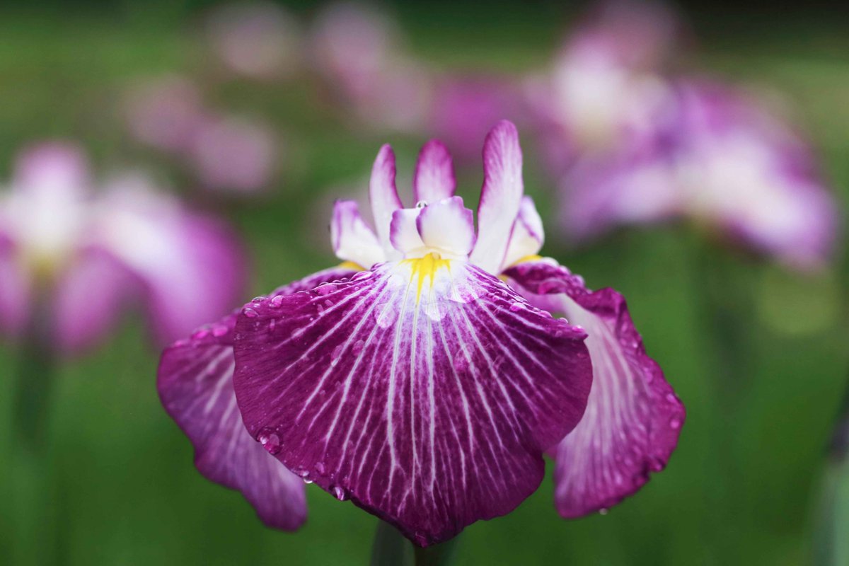 hiroshisj's tweet photo. 見ごろを迎えた公園の花菖蒲。雨の中でしっとり美しく咲いています🙂 https://t.co/VyksahCKe9