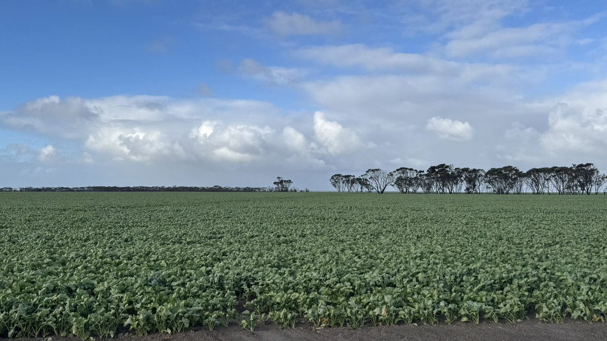 PiggottTash's tweet photo. Spent the long weekend up the bush with mates, followed by a lil Monday arvo croppy. Things aren’t looking too bad. Bit of wind damage in some sandy spots, but overall, we fared ok. https://t.co/2DZhY4AWTH