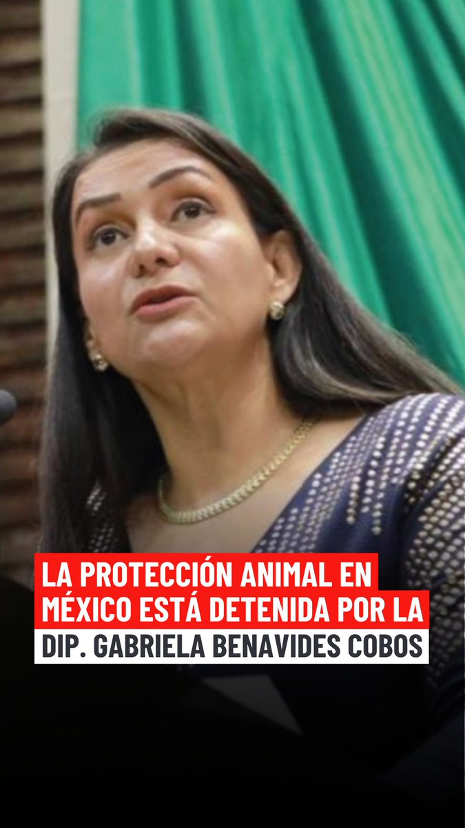 IA_Mexico's tweet photo. ❌ La diputada @BenavidesCobos y la Comisión de Medio Ambiente mantienen bloqueada la Ley General de Protección Animal, incumpliendo la Constitución desde hace un año.

Mientras el Congreso retrasa su responsabilidad, millones de animales siguen sin la protección que merecen.

Exigimos acción ya. Súmate aquí: https://t.co/rwNmbgNlDm