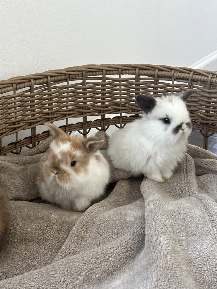 bnuybunny's tweet photo. Baby bunny https://t.co/sUBe4sBFbq