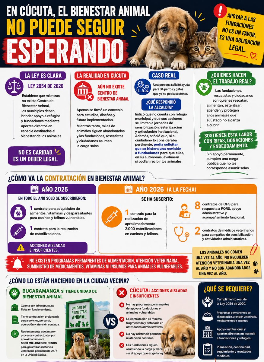 MariaASantos04's tweet photo. ¿QUIÉN RESPONDE POR LOS ANIMALES EN CONDICIÓN DE VULNERABILIDAD EN CÚCUTA? 

Con frecuencia vemos publicaciones de fundaciones pidiendo ayuda para comprar concentrado, pagar una cirugía, cubrir una hospitalización o conseguir un hogar de paso para un perro o un gato rescatado. Muchos ciudadanos colaboran cuando pueden, comparten las publicaciones y hacen pequeñas donaciones. Sin embargo, pocas veces nos detenemos a pensar por qué una problemática de esta magnitud sigue dependiendo casi exclusivamente de la solidaridad de particulares.

Cuando un animal es abandonado, atropellado o enferma en la calle, quien suele responder primero no son nuestras instituciones públicas. Son ciudadanos comunes, rescatistas y fundaciones que, con enormes dificultades económicas, intentan cubrir necesidades que deberían formar parte de una respuesta pública más robusta y permanente.

En San José de Cúcuta, la protección animal parece haberse quedado atrapada en los despachos administrativos, lejos del hambre y el sufrimiento que enfrentan cerca de 10.000 animales en condición de abandono. Como ciudadanos, debemos entender que lo que ocurre hoy no es solo un problema de sensibilidad social, sino una preocupante falla en la gestión de los recursos públicos y un incumplimiento de mandatos legales.

La Ley 2054 de 2020 no es una sugerencia, es un mandato que obliga al municipio a sostener materialmente a las fundaciones y rescatistas con aportes en especie (comida, medicinas y demás insumos) mientras no se cuente con un Centro de Bienestar Animal.  Sin embargo, al analizar la ejecución presupuestal de 2026, nos encontramos con una realidad distante a la propuesta por la norma: la administración ha priorizado la burocracia sobre la asistencia directa. De los contratos celebrados este año, la gran mayoría se ha destinado al apoyo administrativo y la gestión de trámites de oficina, dejando en un segundo plano la contratación de profesionales veterinarios y la compra de suministros vitales.

Esta situación revela una ruptura profunda entre lo que la Alcaldía de Cúcuta reconoce en su Plan de Desarrollo donde admite que los refugios están colapsados y dependen del financiamiento público, y lo que realmente ejecuta en el territorio. La eficiencia administrativa exige que el Estado maximice los resultados con los recursos que tiene. No es eficiente, ni ético, gastar el presupuesto en personal de oficina para responder peticiones ciudadanas cuya respuesta termina siendo siempre la misma: "no tenemos albergue, acuda a una fundación privada" o "actualmente no contamos con un programa de asistencia animal"

Lo que la administración municipal está haciendo es, en la práctica, un traslado de la responsabilidad pública a manos de particulares. Se le pide a las fundaciones, que ya operan bajo el endeudamiento y la precariedad, que asuman una carga social y sanitaria que le corresponde al Estado. A mayo de 2026, el seguimiento a la contratación muestra que no hay programas vigentes de alimentación ni atención veterinaria continua, lo que convierte la política de bienestar animal en una intervención limitada y episódica, carente de la permanencia que la crisis exige.

La protección de los seres sintientes es un asunto de salud pública y convivencia que nos pertenece a todos. Se requiere que la gestión pública sea coherente: menos diagnósticos en papel y más ejecución material en las calles y refugios. Los animales de Cúcuta no pueden alimentarse de informes de gestión ni de promesas de infraestructura futura; necesitan que los recursos públicos lleguen hoy a donde más se necesitan.

El bienestar animal no debería depender exclusivamente de la capacidad de sacrificio de unos pocos. Debería ser el resultado de una responsabilidad compartida entre la ciudadanía y las instituciones. Ver menos