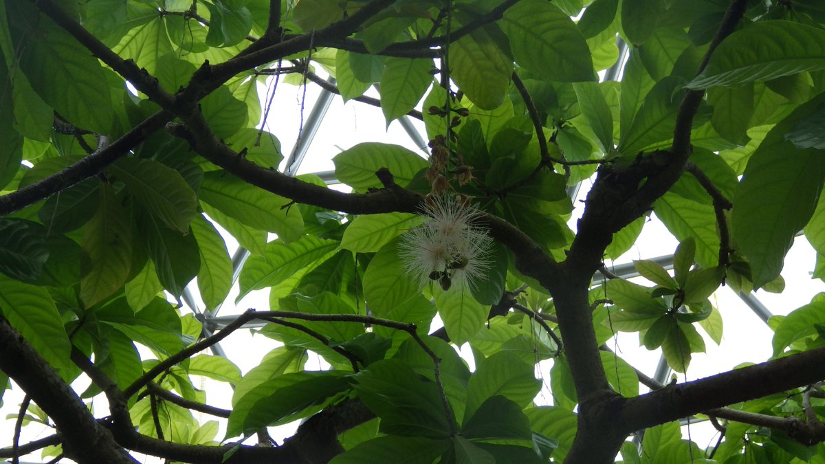 Niigata_BGarden's tweet photo. 【開花情報・熱帯植物ドーム】
＃サガリバナ　の花が咲いています
夜に咲く花で、ドームでも人気のお花です！
花のシーズンはこれからです🌞
日本の南西諸島等に分布しています
花言葉は「幸福が訪れる」だそうです✨
是非実際に見にお越しくださいませ！

＃サガリバナ科
＃新潟県立植物園 https://t.co/0lsHf3PBeI