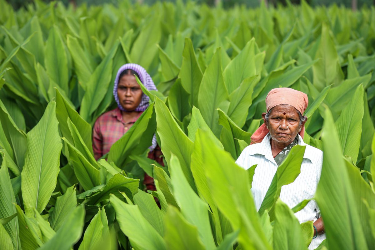 CFramecraftr's tweet photo. The hands that grow India's gold. 🌿
Two women in a turmeric field — faces that have seen a hundred seasons and aren't done yet.

#WomenFarmers #RuralIndia #FrameCraftr https://t.co/wNy698KRX6