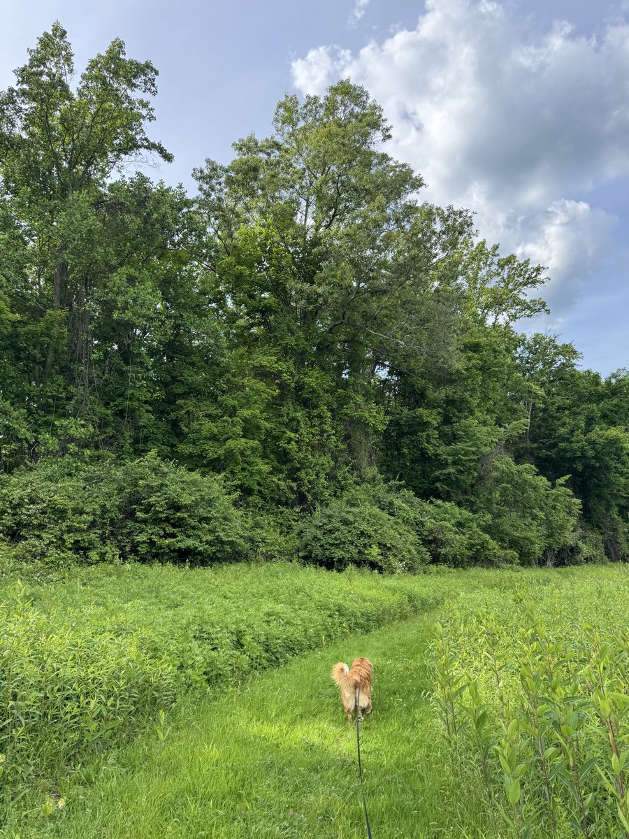 ShadowLakeDog's tweet photo. Field &amp; Stream https://t.co/gdPJ8iIUF9