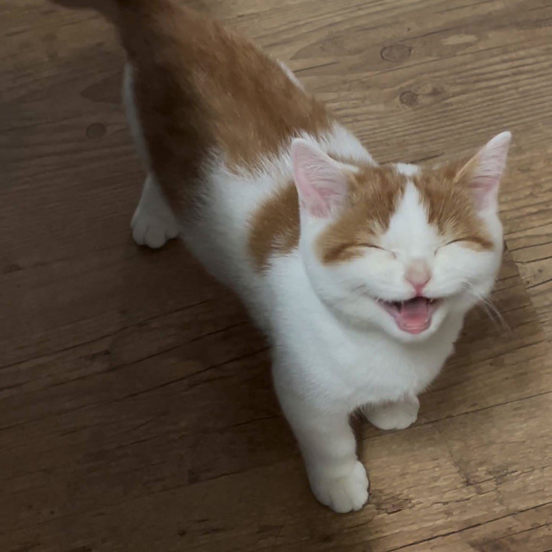 No Cats No Life tweet media