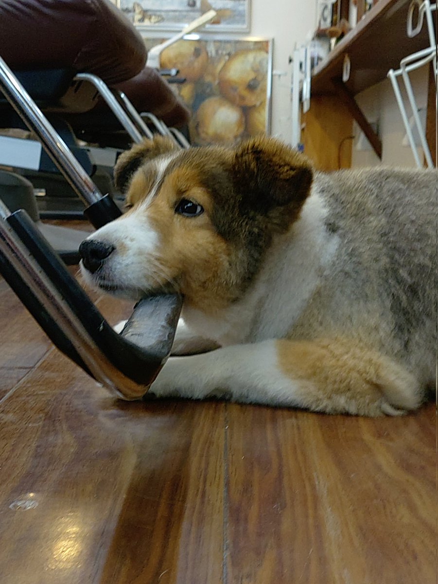 Kobacchi9's tweet photo. ステップに顎乗せ🐶 https://t.co/Cxj4l6Op02