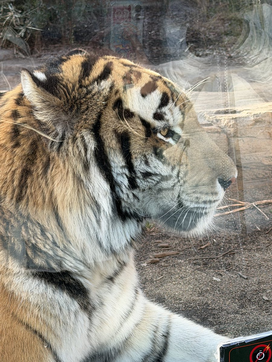 TNPAPA3's tweet photo. アムールトラ（令）
📷2026
#那須どうぶつ王国
#nasuanimalkingdom 
#nasu_animal_kingdom 
#アムールトラ
#シベリアンテリトリー https://t.co/EZSrmcACjv