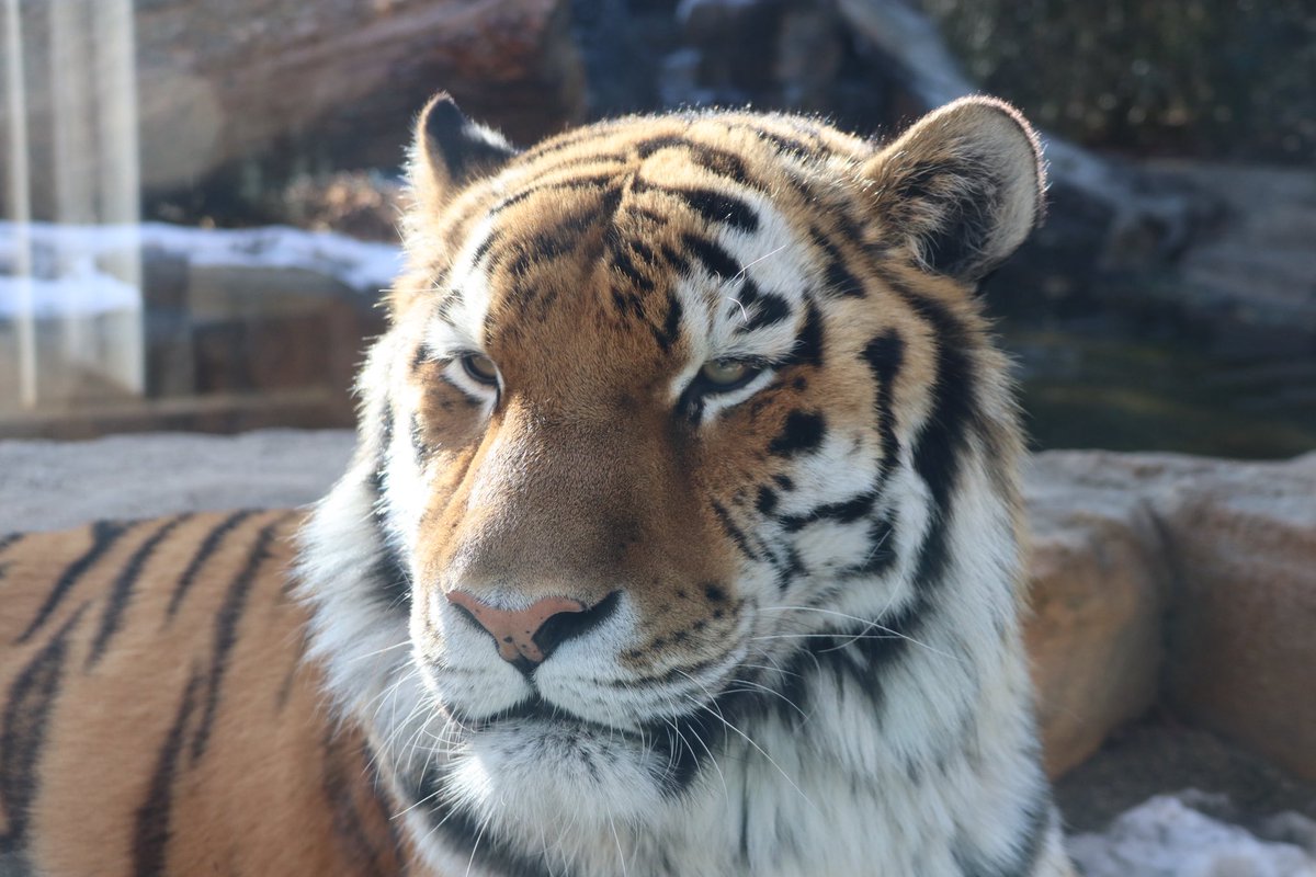 TNPAPA3's tweet photo. アムールトラ（令）
📷2026
#那須どうぶつ王国
#nasuanimalkingdom 
#nasu_animal_kingdom 
#アムールトラ
#シベリアンテリトリー https://t.co/EZSrmcACjv