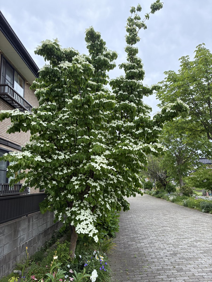 maru_mdr's tweet photo. おは こんにちは
今日はあまり暑くなく 歩きやすい！

この季節はお花が 多く  大好きな時期
今日も 平穏な一日に！ https://t.co/w0YECFp3ZS