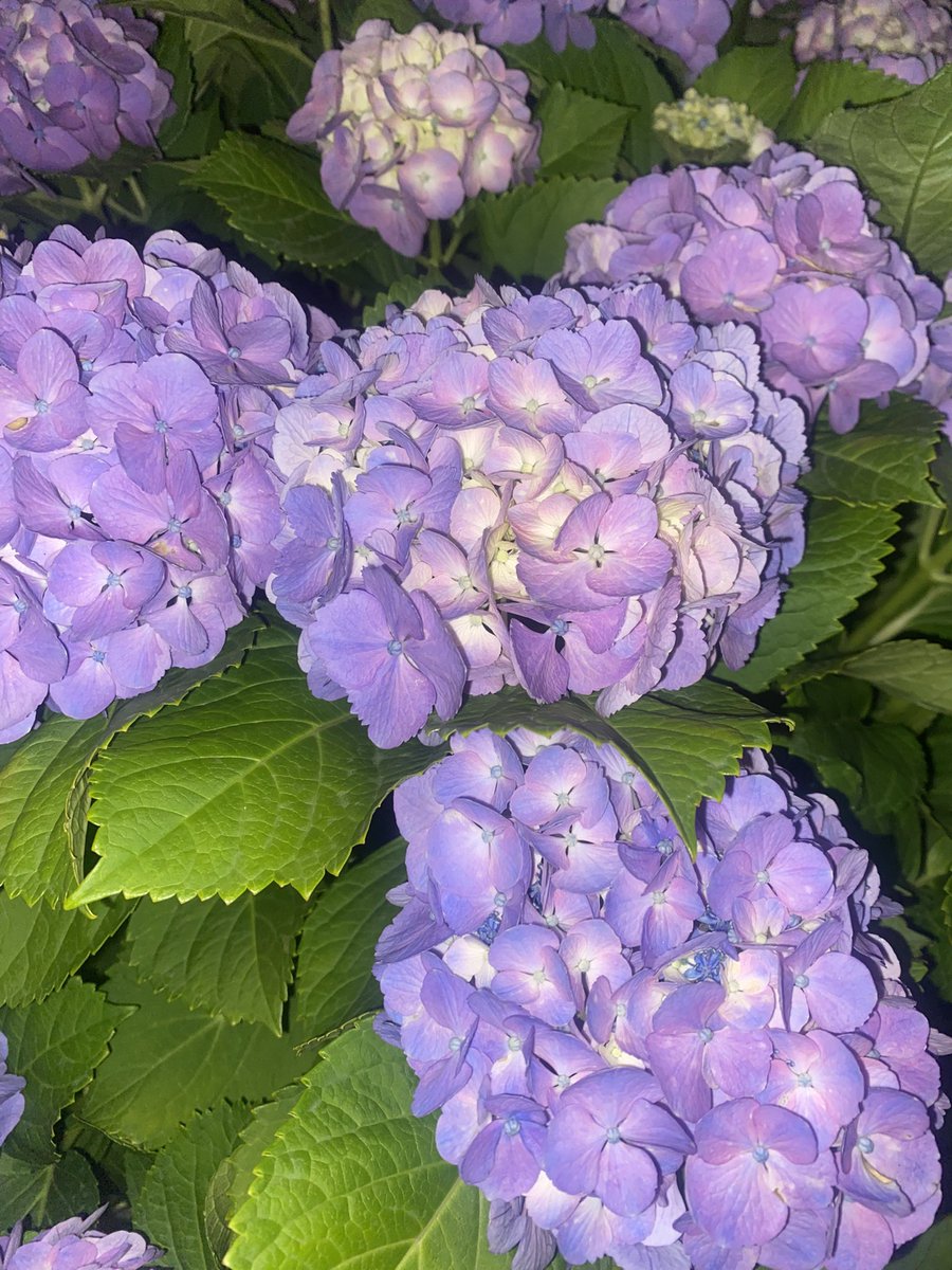 Naginira's tweet photo. みんなに幸あれ
凪、負けずに頑張る💪
アジサイの花言葉｢辛抱��さ｣ https://t.co/z7DgU9G62B