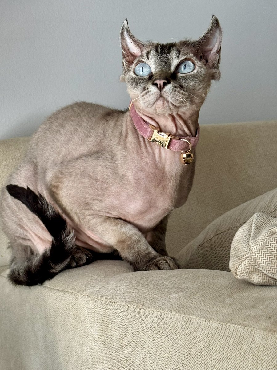 Elleays's tweet photo. @rickygervais The princess.

It’s her world.  Humans just live in it. https://t.co/QGiieuNtd1