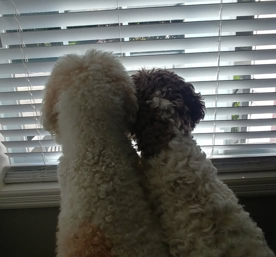 DoodleNessa's tweet photo. "Every neighborhood has that one house that knows everything.
 Hi." 🐾🤭 https://t.co/p4GOXQhqO0