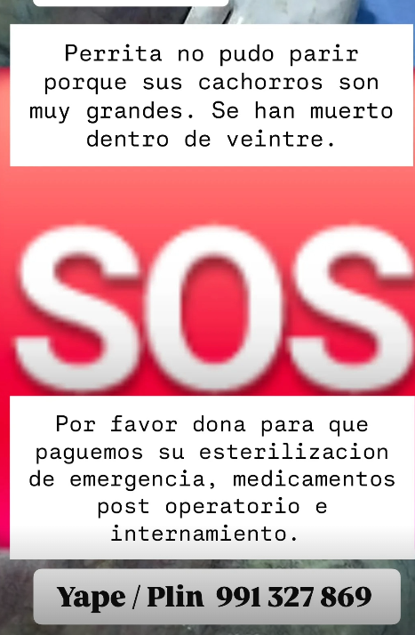 incondic_peru's tweet photo. #EMERGENCIA
Llevo varios días sin poder parir hasta que los cachorros murieron en su vientre, le sale un liquido verde con olor putrefacto del conducto vaginal.
Se necesita pagar su cirugía de emergencia para que no pierda la vida.
Llora del dolor, por favor necesitamos apoyo para ayudar a esta perrita.

Yape / Plin 991 327 869 (Esterilización urgente)

Las imágenes son fuertes por eso bloqueamos la foto para evitar que nos censuren.

#Dona #SalvaSuVida