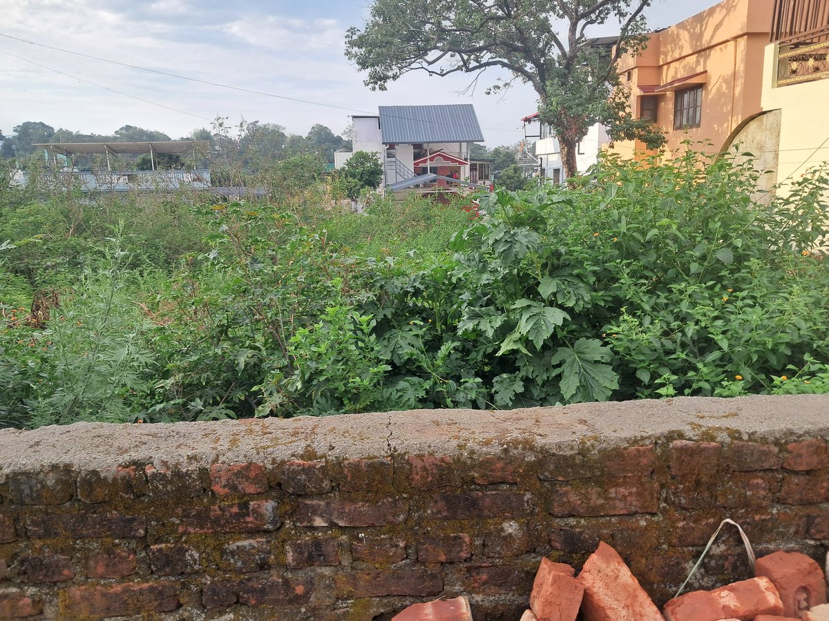 ColPeeyushAgg's tweet photo. @pushkardhami
@dmdehradun 
@saurabhthaplial 
@AnandVardhanIAS
Sir, it is reiteratd after  u/g cabling wk by UPCL in Kishanpur  Mussoorie Diversion, roads n lanes are  totally damaged resuting potholes n accident prone.Wildgrowth n water logging is health hazard.Reqst for NA pl. https://t.co/8cF8MaDCYJ