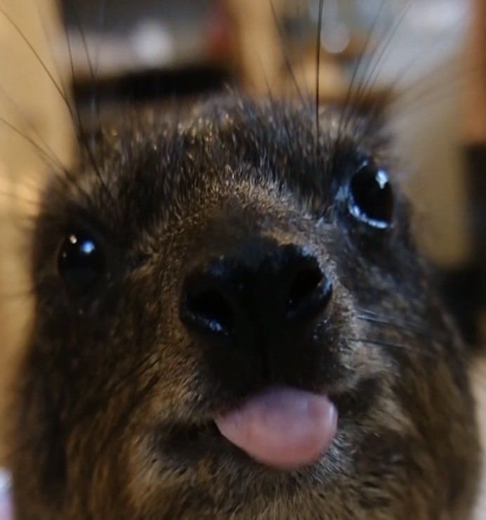 hyrax_hub's tweet photo. Absolute goober https://t.co/WjOXGjh7WX