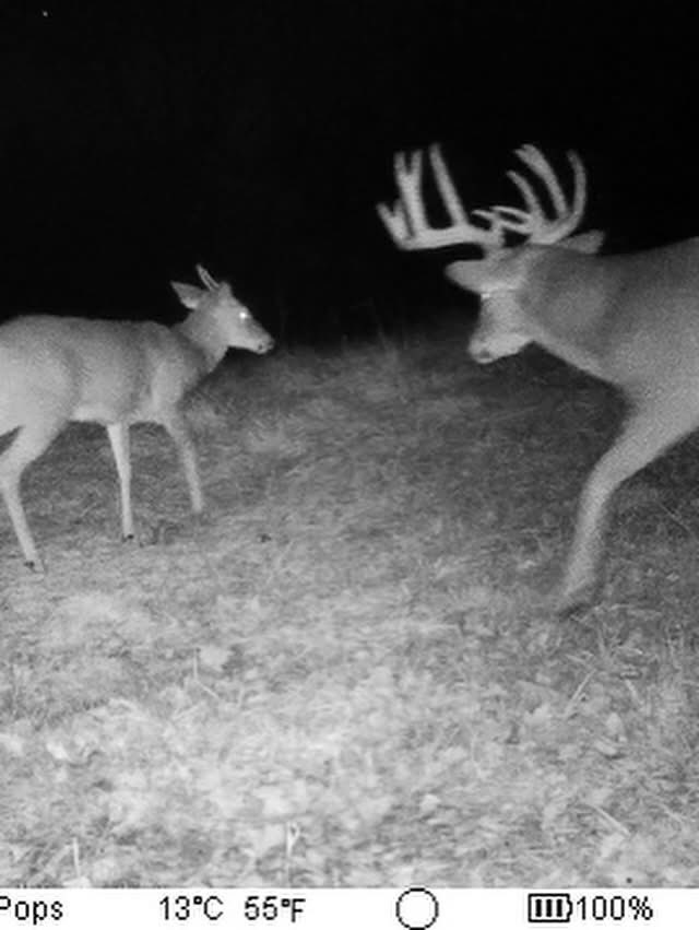 BmNation's tweet photo. Kentucky Bruiser 💥🦌

Mike Rogers first found this giant’s sheds the year before when he was believed to be 4½ years old. After 30 hard days in the stand, persistence finally paid off when Mike got his chance during muzzleloader season. One shot later, he had tagged an absolute Kentucky giant scoring an incredible 188 5/8”! What a buck and an even better story behind him.