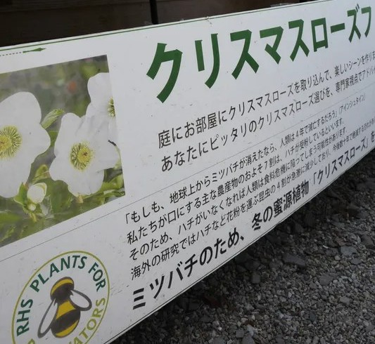 shinmaiweb's tweet photo. ミツバチの群れが大量に失われた…長野県の養蜂家も被害　相次ぐ異変が鳴らす警鐘
https://t.co/14ifwjmVy3

国内で飼育されているセイヨウミツバチが、数百から千群もの規模で失われている―。うそのような出来事が昨年以降、一部の養蜂場で起きているといいます。養蜂家や専門家を取材しました。 https://t.co/QtybePkx0q
