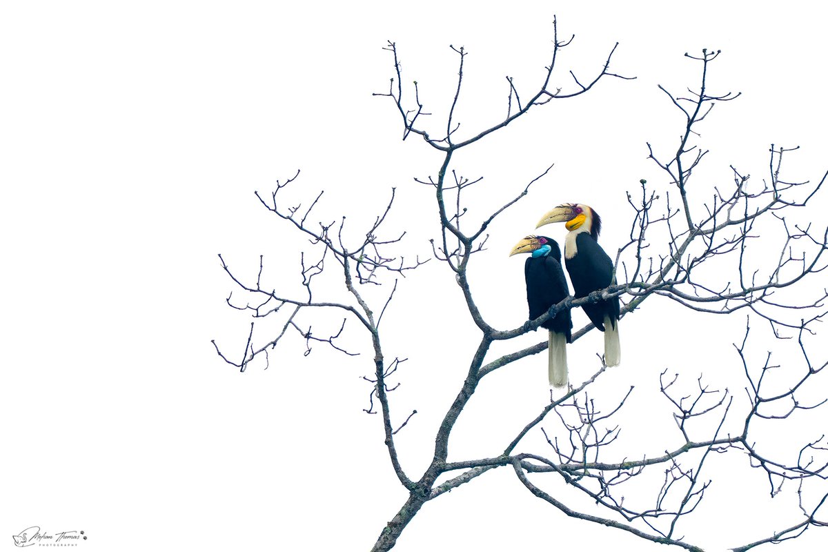 GetMohanThomas's tweet photo. Wreathed Hornbill 
Nameri.
@NikonIndia #wildlife #nature #bbc https://t.co/a87YpSyyhO