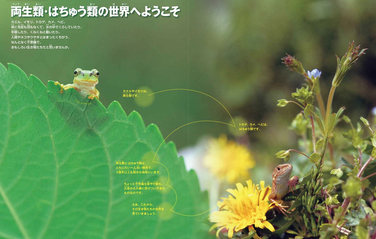 ZUKAN_NEO_PR's tweet photo. 今日、6月6日は「カエルの日」🐸

今の季節、身近で出会えるカエルといえば「ニホンアマガエル」。
庭の生け垣や田んぼの近くなどでくらし、雨が降る前には大きくのどをふくらませて鳴くことがあります。

実はアマガエルの仲間は世界に約700種。
木の上でくらすものが多いですが、地上や水辺で生活する種類もいるんですよ。

身近なカエルたちに、少し注目してみませんか？

図鑑NEO『［新版］両生類・はちゅう類』より
https://t.co/tDKViArV7r

#図鑑NEO #両生類はちゅう類 #カエルの日