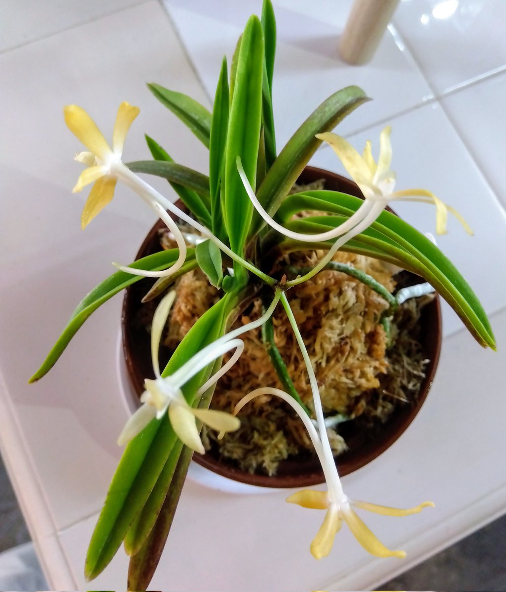 伝統園芸コーナーの富貴蘭の黄花咲きました。 斑入りの葉・繊細で可憐